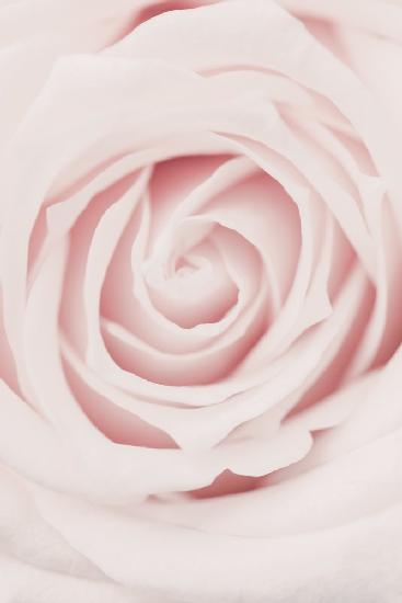 Pink Rose No 02