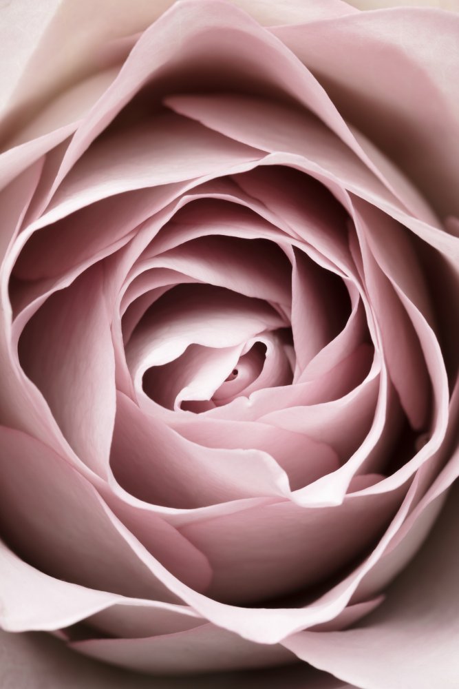 Pink Rose No 04 from Pictufy Studio III