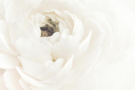 White Flower 02