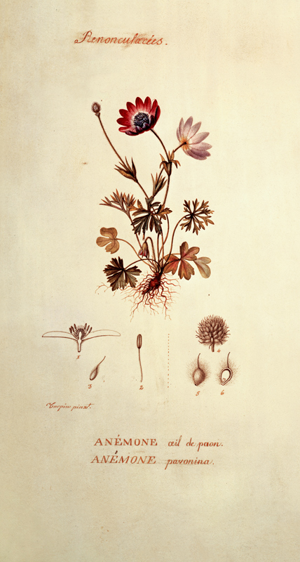 Anemone from Pierre Jean François Turpin