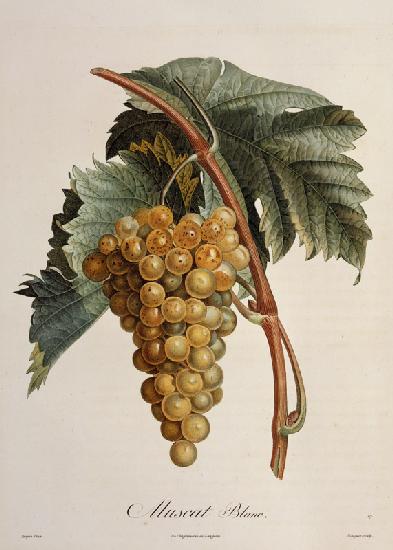 White grape Muscat Blanc