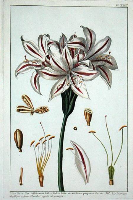 Lilio Narciffus Affricanus from 'Collection precieuse et enluminee' from Pierre-Joseph Buchoz