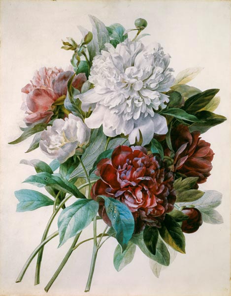 Strauss of red, purple and white peonies from Pierre Joseph Redouté
