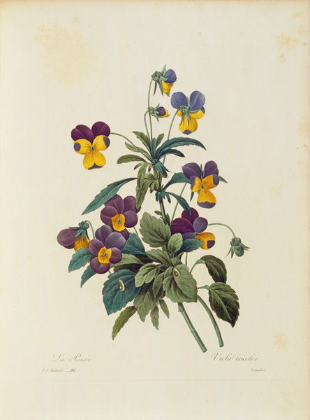 Pansy / Redouté from Pierre Joseph Redouté