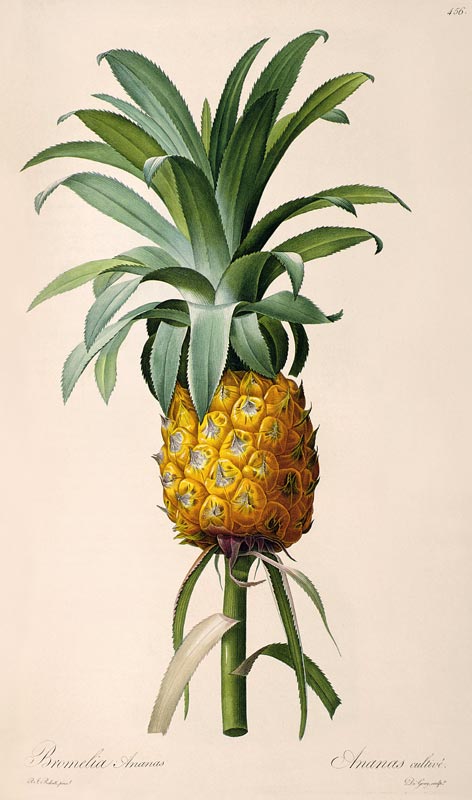 Bromelia Ananas, from 'Les Bromeliacees' from Pierre Joseph Redouté