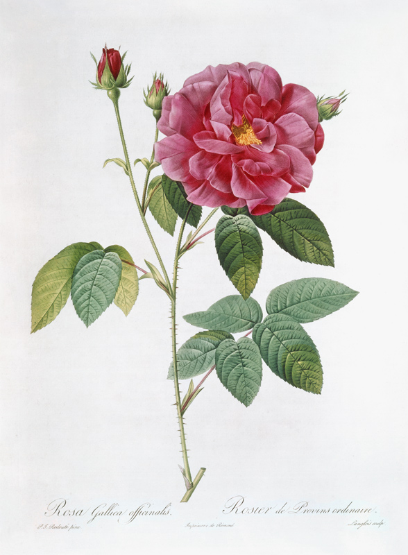The rose Rosa Gallica Officinalis. from Pierre Joseph Redouté