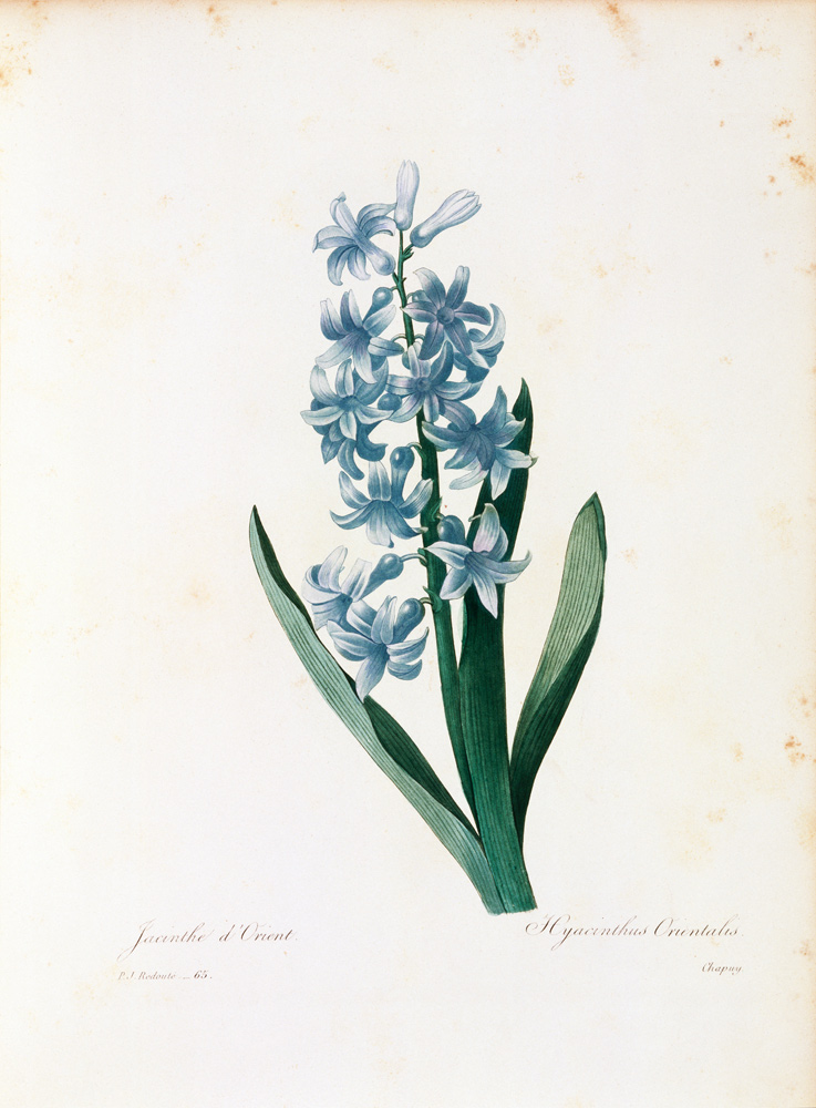 Hyacinth / Redouté from Pierre Joseph Redouté