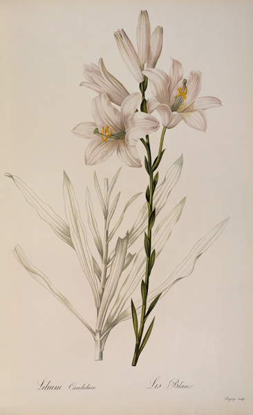 Lilium Candidum, from `Les Liliacees' from Pierre Joseph Redouté