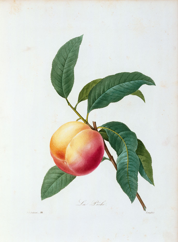 Peach / Redouté from Pierre Joseph Redouté