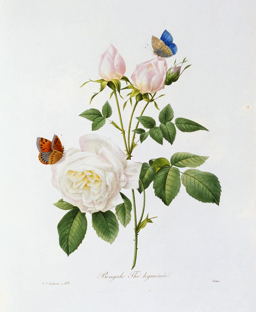 Rosa Bengale the Hymenes from Pierre Joseph Redouté
