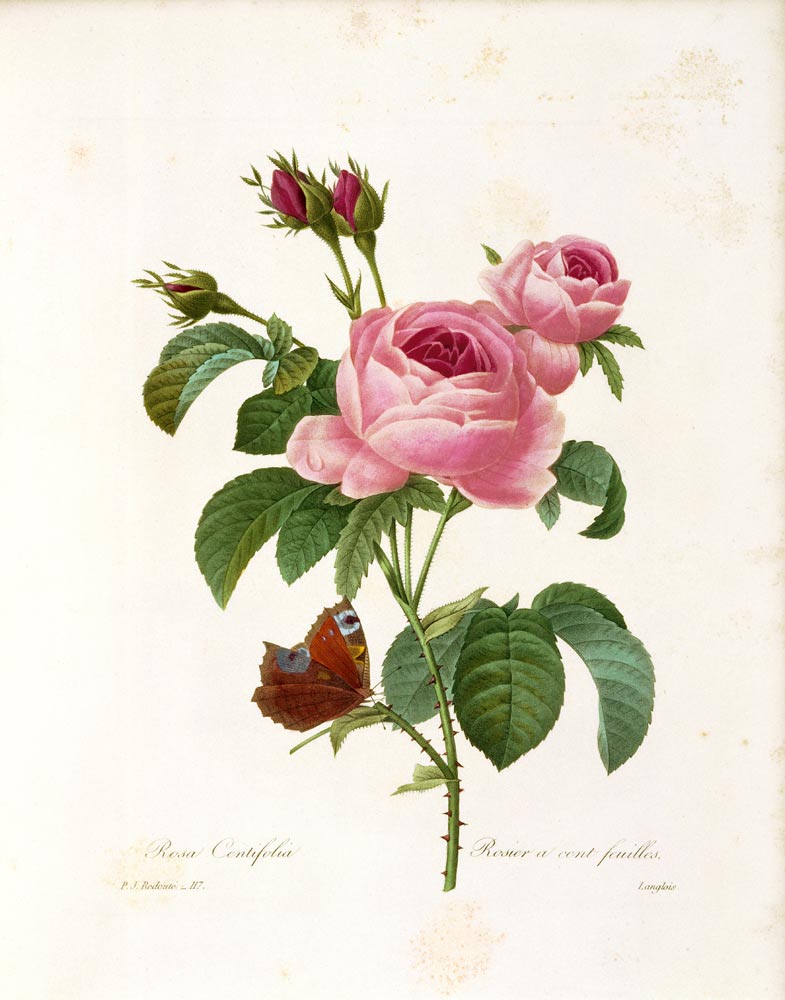 Rosa-Centifolia-1.jpg