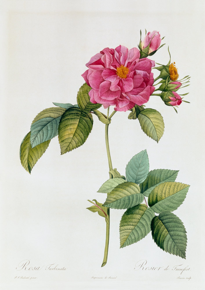 Rosa Turbinata from Pierre Joseph Redouté