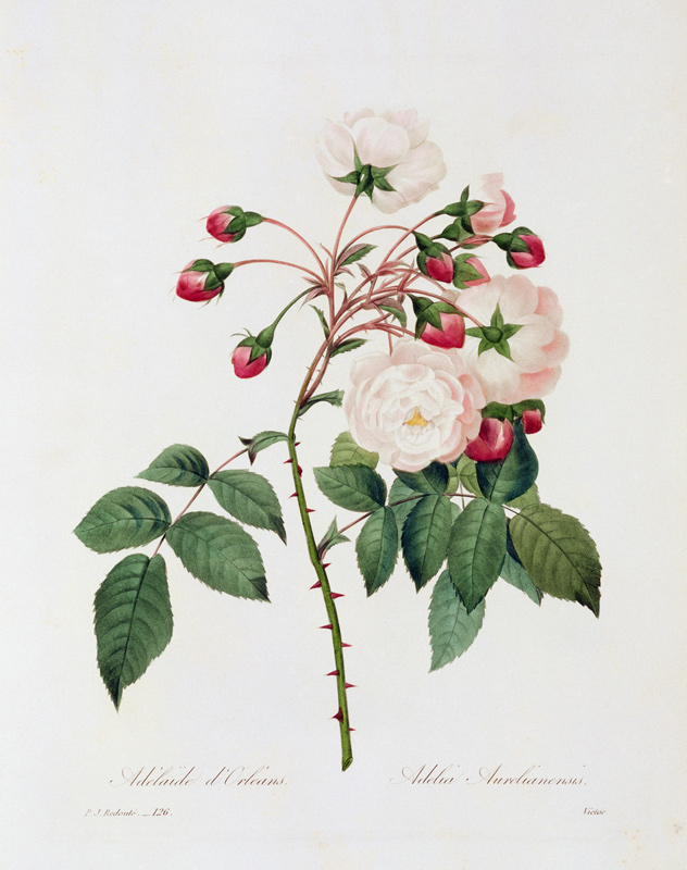 Rose Adelia Aurelianensis / Redouté 1835 from Pierre Joseph Redouté