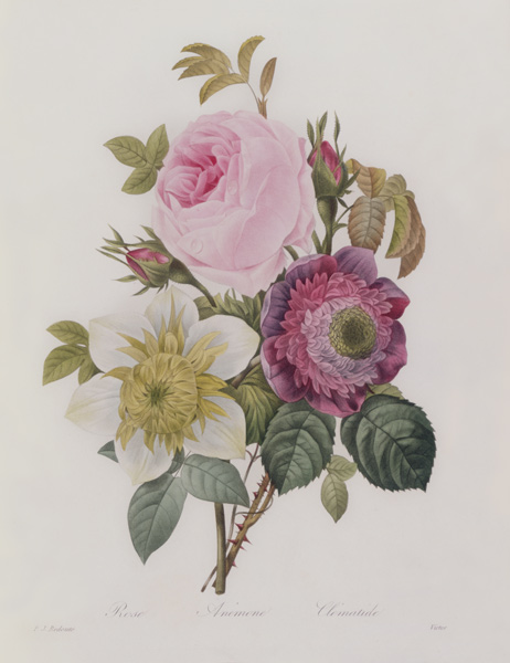 Rose, anemone and Clematide from Pierre Joseph Redouté