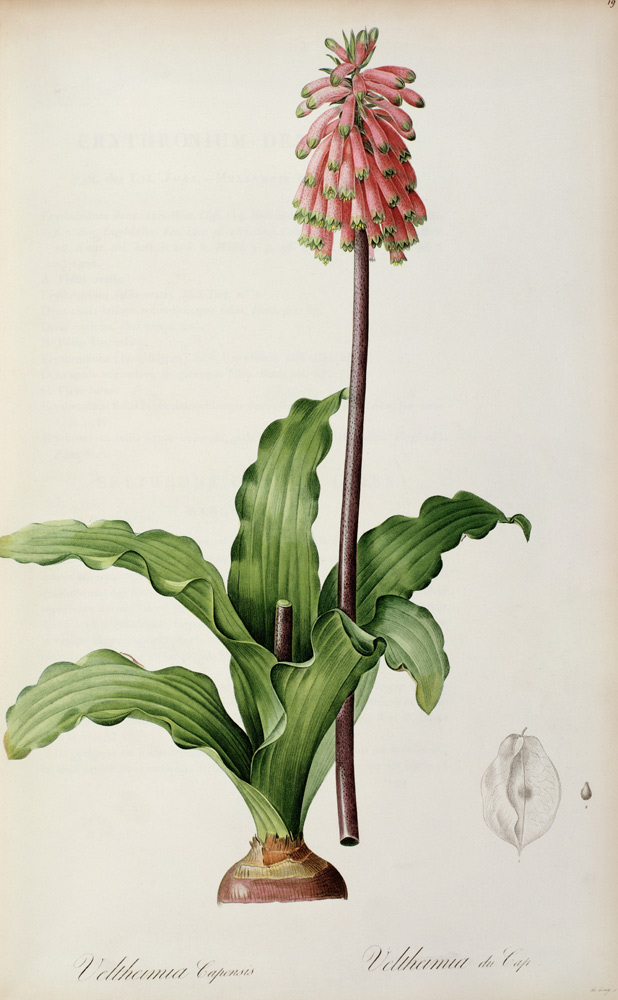 Veltheimia Capensis, from `Les Liliacees' from Pierre Joseph Redouté