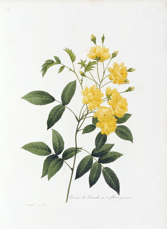 Yellow Lady Banks Rose / Redouté 1835 from Pierre Joseph Redouté
