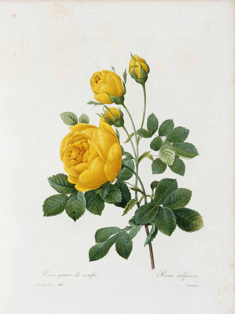 Yellow Rose / / Redouté 1835 from Pierre Joseph Redouté