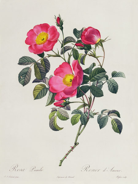Rosa Lumila from Pierre Joseph Redouté