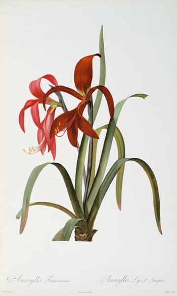Amaryllis Formosissima, from `Les Liliacees' from Pierre Joseph Redouté