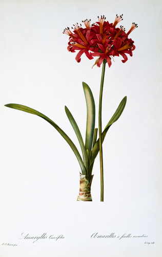 Amaryllis Curvifolia from `Les Liliacees' from Pierre Joseph Redouté