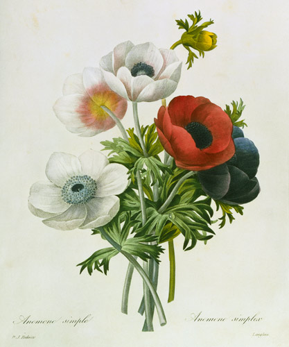 Anemone: Simple, from 'Les Choix des Plus Belles Fleurs' from Pierre Joseph Redouté