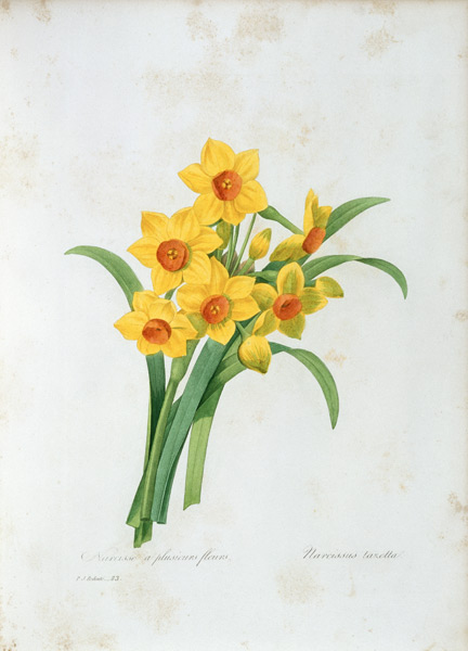 Bunch-flowered Narcissus / Redouté from Pierre Joseph Redouté