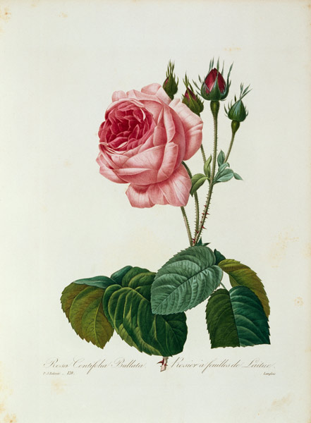 Cabbage rose / Redouté 1835 from Pierre Joseph Redouté