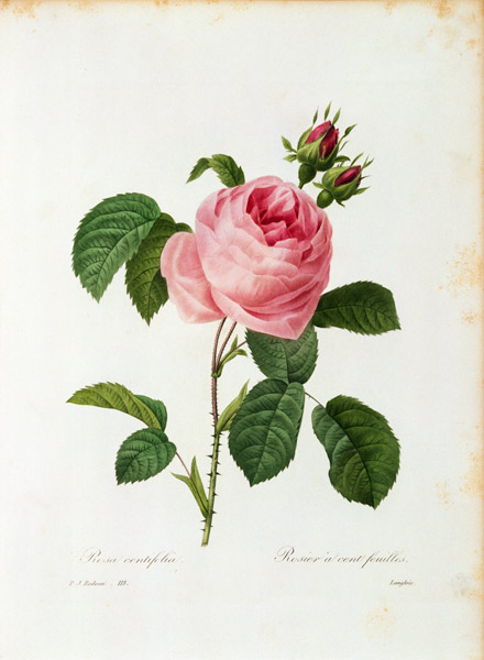 Cabbage Rose / Redouté 1835 - Artist Artist as art print or hand ...
