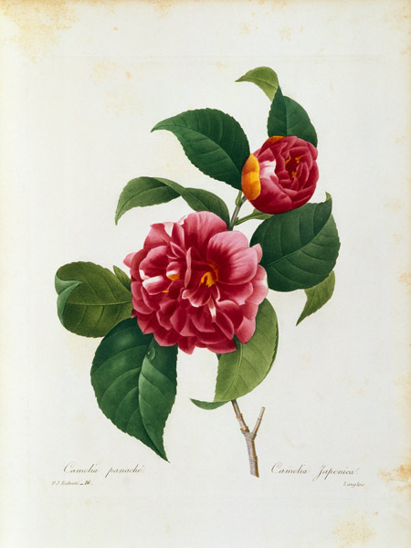 Camellia / Redouté from Pierre Joseph Redouté