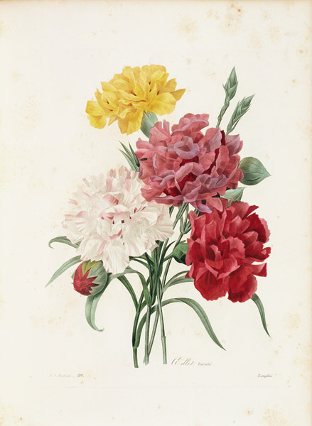 Carnations / Redouté from Pierre Joseph Redouté