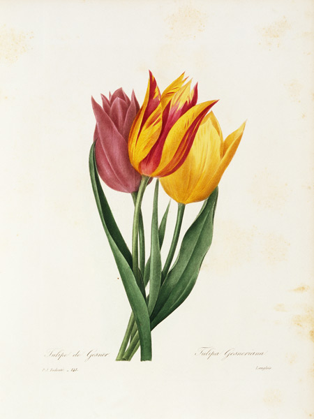 Didier s tulip / Redouté from Pierre Joseph Redouté