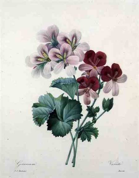 Geranium variety (Crane's-bill), engraved by Bessin, from 'Choix des Plus Belles Fleurs' from Pierre Joseph Redouté
