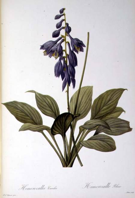 Hemerocallis Caerulea, from `Les Liliacees' from Pierre Joseph Redouté