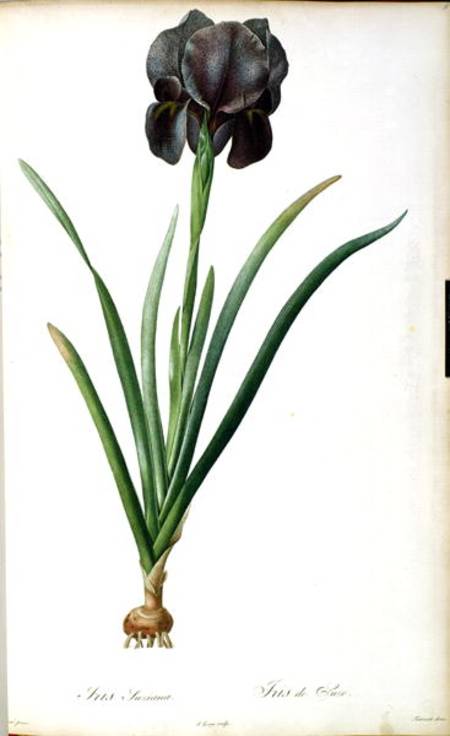 Iris Luxiana, from `Les Liliacees' from Pierre Joseph Redouté