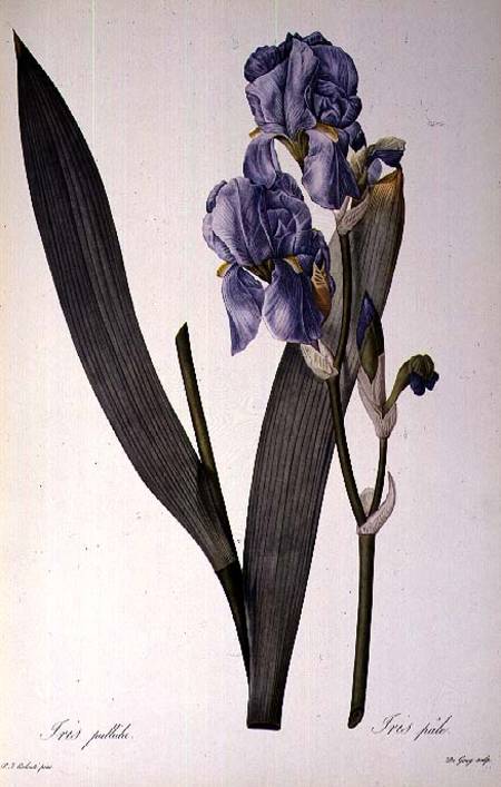 Iris Pallida, from `Les Liliacees' from Pierre Joseph Redouté