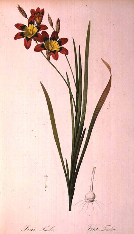 Ixia Tricolor, from `Les Liliacees' from Pierre Joseph Redouté