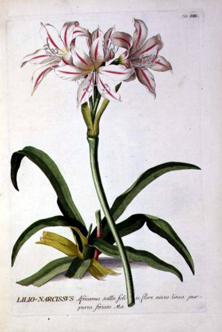 Lilio-Narcissus, from `Trew Plantae Selectae' from Pierre Joseph Redouté