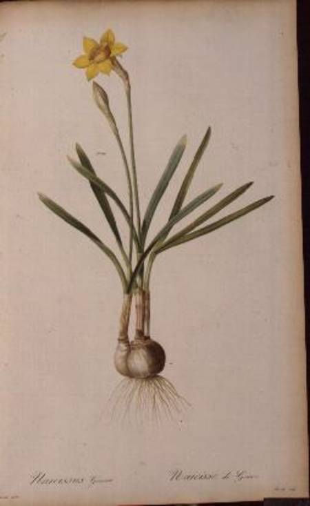 Narcissus Gouani, from `Les Liliacees' from Pierre Joseph Redouté
