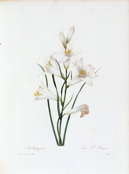 Paradise Lily / Redouté from Pierre Joseph Redouté