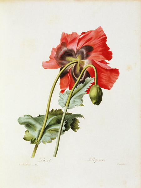 Poppy / Redouté from Pierre Joseph Redouté
