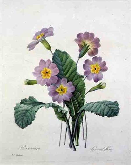 Primula (primrose), from 'Choix des Plus Belles Fleurs' from Pierre Joseph Redouté