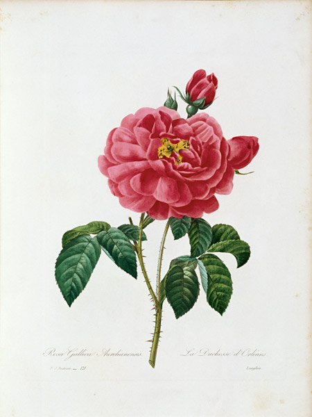 Rosa Gallica / Redouté 1835 from Pierre Joseph Redouté