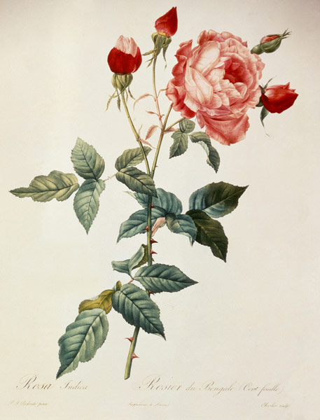 Rosa indica / after Redoute from Pierre Joseph Redouté