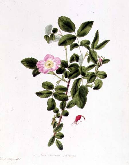 Rosa Acicularis Viridis from Pierre Joseph Redouté
