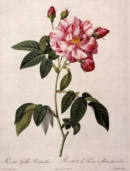 Rosa gallica versicolor (French rose), engraved by Langlois, from 'Les Roses' from Pierre Joseph Redouté