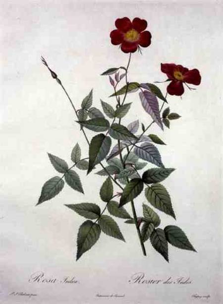 Rosa indica, engraved by Chapuy, from 'Les Roses' from Pierre Joseph Redouté
