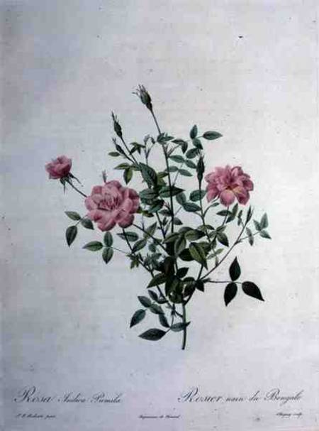 Rosa indica pumila (dwarf Bengal rose), engraved by Chapuy, from 'Les Roses' from Pierre Joseph Redouté