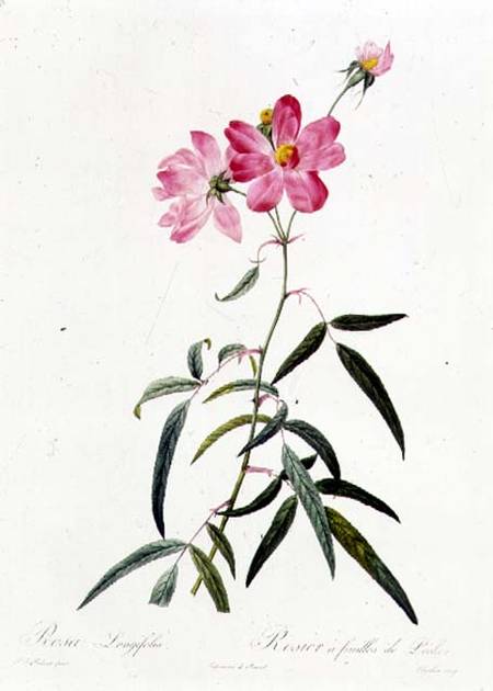 Rosa Longifolia from Pierre Joseph Redouté