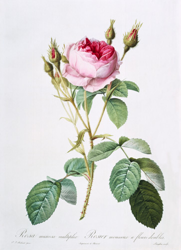 Rosa muscosa multiplex (double moss rose), engraved by Langlois, from 'Les Roses' from Pierre Joseph Redouté