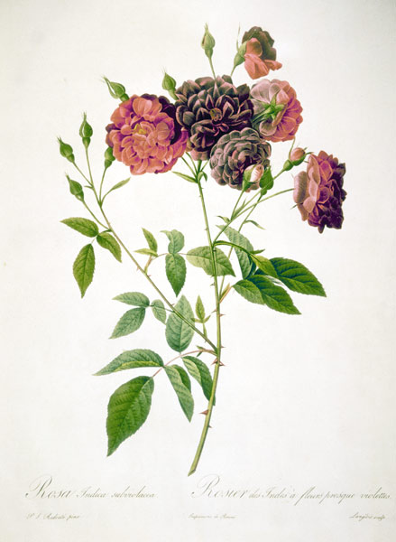 Rose / Langlois after Redoute from Pierre Joseph Redouté